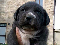 cucciolo cane corso 